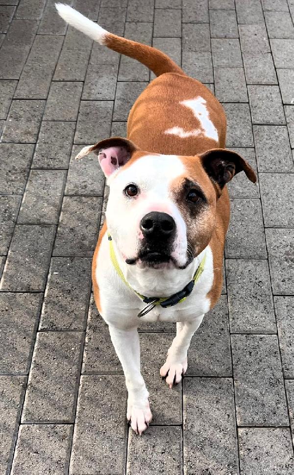 MAYA BELLISSIMA AMSTAFF Foto 9